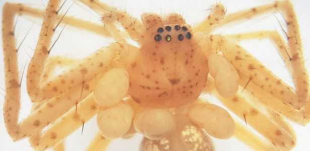 Acari Parasitas de Aranhas no Brasil: Descrição e Características