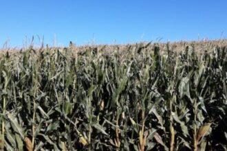 Modelo Preciso Avalia Impactos das Geadas nas Lavouras de Milho