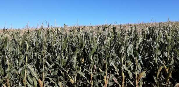 Modelo Preciso Avalia Impactos das Geadas nas Lavouras de Milho