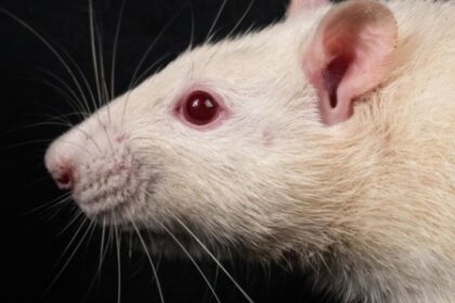 Estudo com Animais Revela Importância da Amamentação na Qualidade da Microbiota Intestinal