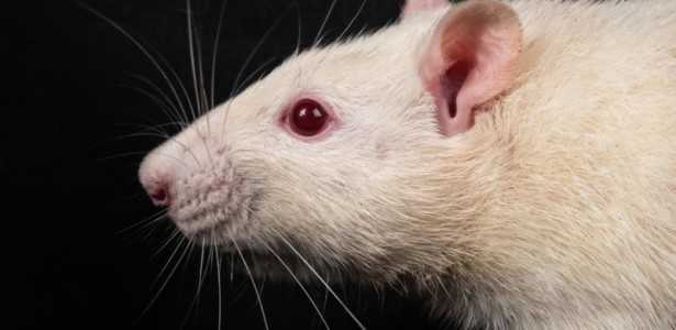 Estudo com Animais Revela Importância da Amamentação na Qualidade da Microbiota Intestinal