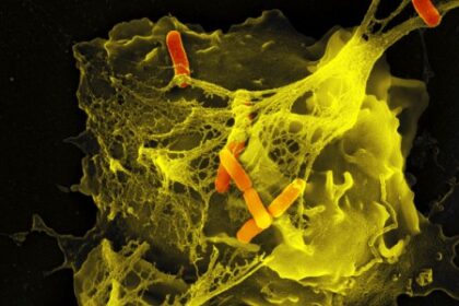 Neutrófilos: Estratégias de Defesa Variadas de Acordo com o Estímulo