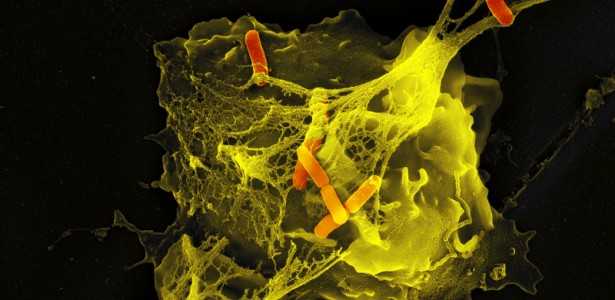 Neutrófilos: Estratégias de Defesa Variadas de Acordo com o Estímulo