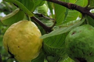 Estudo Revela que Luz UV-C Modulada Prolonga a Vida Útil das Goiabas