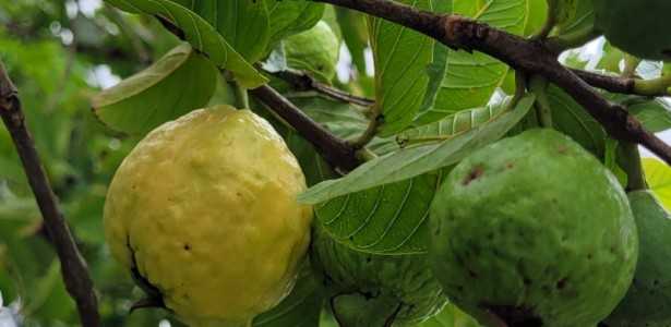 Estudo Revela que Luz UV-C Modulada Prolonga a Vida Útil das Goiabas