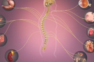 Descubra como o Nervo Simpático Influencia a Resposta Imunológica na Sepse