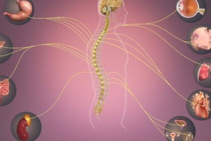 Descubra como o Nervo Simpático Influencia a Resposta Imunológica na Sepse