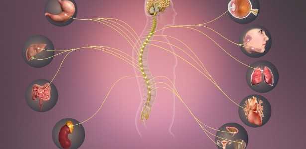 Descubra como o Nervo Simpático Influencia a Resposta Imunológica na Sepse