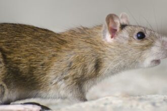 Ocitocina Sintética: Estudo em Modelo Animal Revela Potencial na Prevenção da Ansiedade por Estresse Social