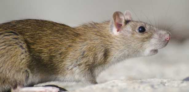 Ocitocina Sintética: Estudo em Modelo Animal Revela Potencial na Prevenção da Ansiedade por Estresse Social