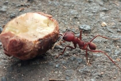 Dieta das Formigas: Como Influencia as Bactérias nos Jardins Microbianos