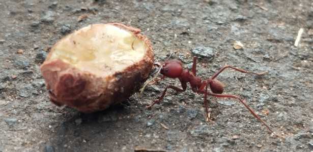 Dieta das Formigas: Como Influencia as Bactérias nos Jardins Microbianos