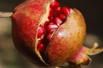 Extratos de Casca de Romã: Potencial no Tratamento de Feridas de Pele, Segundo Estudo