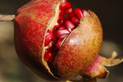 Extratos de Casca de Romã: Potencial no Tratamento de Feridas de Pele, Segundo Estudo