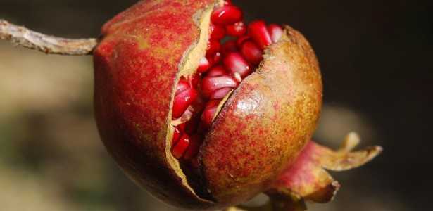 Extratos de Casca de Romã: Potencial no Tratamento de Feridas de Pele, Segundo Estudo