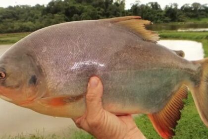 Biofilme de Pele de Peixe: Uma Solução Sustentável para Embalagens de Alimentos