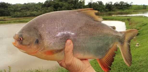 Biofilme de Pele de Peixe: Uma Solução Sustentável para Embalagens de Alimentos