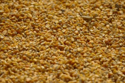 Estoques de milho nos EUA alcançam recorde histórico em dezembro