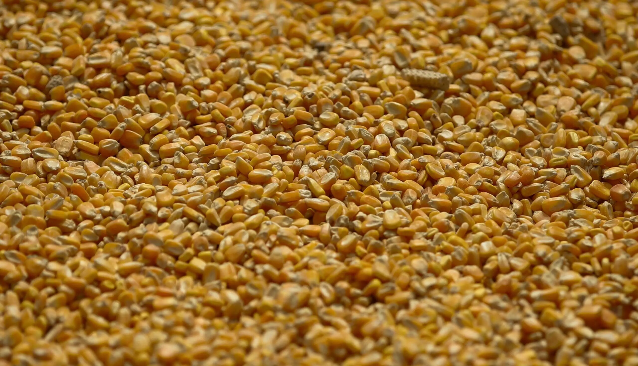 Estoques de milho nos EUA alcançam recorde histórico em dezembro