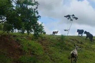 Polícia Civil recupera bezerros furtados em fazenda de Itagibá