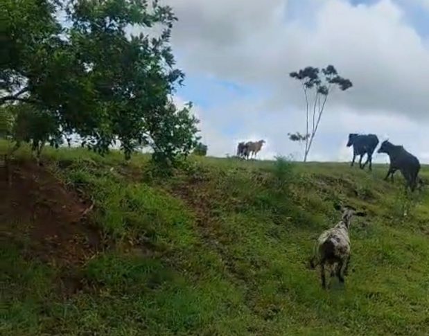 Polícia Civil recupera bezerros furtados em fazenda de Itagibá