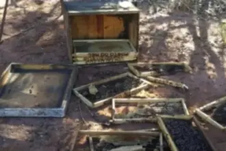 Furtos de mel e colmeias comprometem apicultura na Bacia do Jacuípe