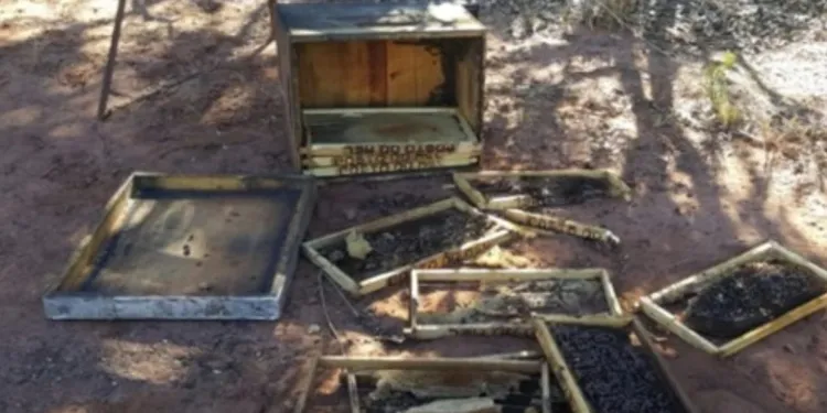 Furtos de mel e colmeias comprometem apicultura na Bacia do Jacuípe