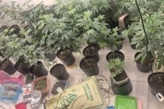 Polícia desmantela estufa de maconha e prende morador na Lapinha