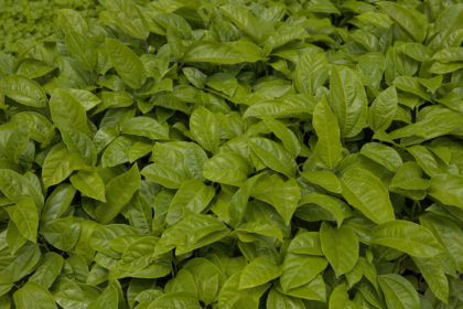 Crédito rural avança 6% no primeiro semestre da safra 2025/2026