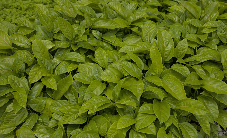 Crédito rural avança 6% no primeiro semestre da safra 2025/2026