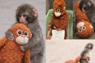 Filhote de macaco conquista corações com seu apego a pelúcia adorável