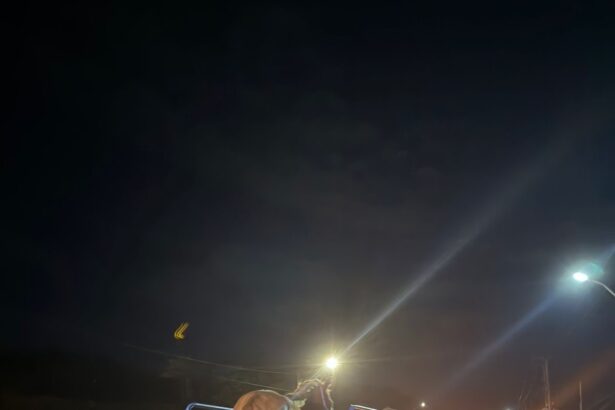 Prefeitura de Candeias reforça recolhimento de animais soltos na BA-522