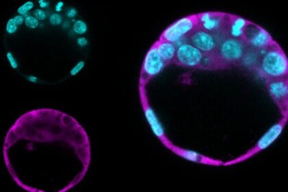 Novas Funções de Duas Proteínas Reveladas em Pesquisas sobre Renovação Celular