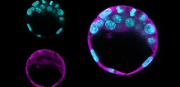 Novas Funções de Duas Proteínas Reveladas em Pesquisas sobre Renovação Celular