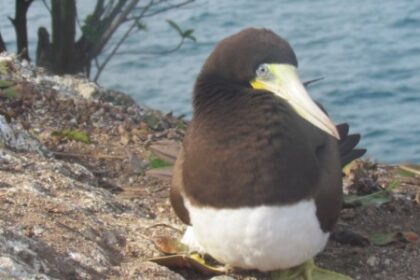 Aves Marinhas: Ingestão de Poluentes Proibidos que Persistem por Décadas
