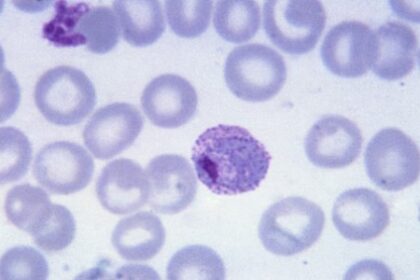 Composto Sintético Promissor no Tratamento da Malária e Prevenção da Transmissão