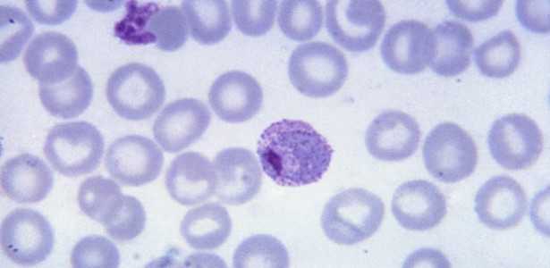 Composto Sintético Promissor no Tratamento da Malária e Prevenção da Transmissão