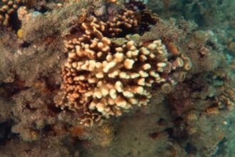 Especialistas Alertam: Corais-de-Fogo do Brasil em Risco de Extinção Silenciosa