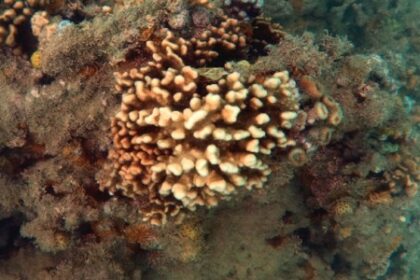 Especialistas Alertam: Corais-de-Fogo do Brasil em Risco de Extinção Silenciosa