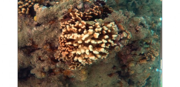 Especialistas Alertam: Corais-de-Fogo do Brasil em Risco de Extinção Silenciosa