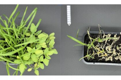 Pesquisa Foca no Registro de Pesticidas Naturais e Menos Tóxicos