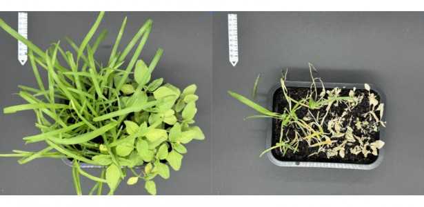 Pesquisa Foca no Registro de Pesticidas Naturais e Menos Tóxicos