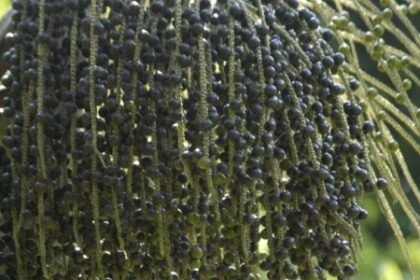 Chamada para Apoiar Colaborações em Bioeconomia e Desenvolvimento Sustentável