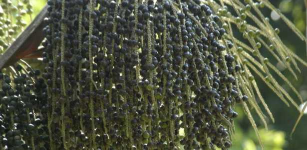 Chamada para Apoiar Colaborações em Bioeconomia e Desenvolvimento Sustentável