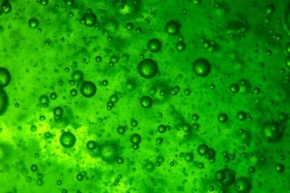 FAPESP e NWO Anunciam Chamada para Projetos de Biorrefinarias Sustentáveis