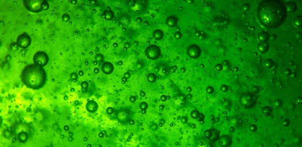 FAPESP e NWO Anunciam Chamada para Projetos de Biorrefinarias Sustentáveis