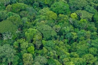 Manejo Sustentável: Redução de Impacto para Recuperação de Florestas e Armazenamento de Carbono