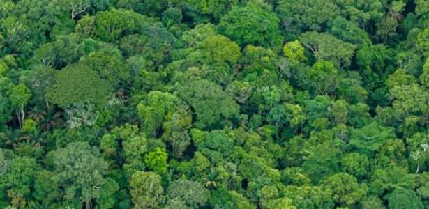 Manejo Sustentável: Redução de Impacto para Recuperação de Florestas e Armazenamento de Carbono