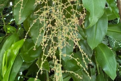 Biossensor: A Solução Eficiente para Encontrar Produtos Naturais no Controle de Pragas