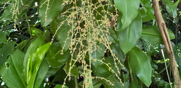 Biossensor: A Solução Eficiente para Encontrar Produtos Naturais no Controle de Pragas